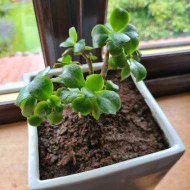 Crassula ovata 'Arborescens'