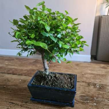 Sageretia