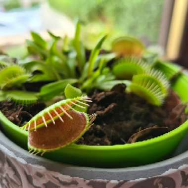 Dionaea muscipula
