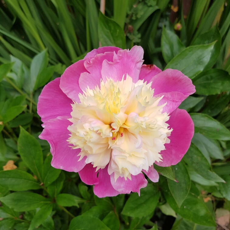 plant image 126911