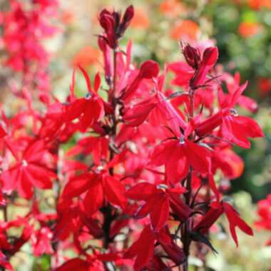 Lobelia 'Starship Scarlet'