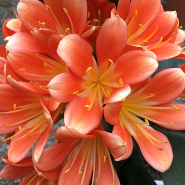 Clivia x cyrtanthiflora