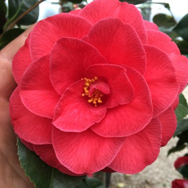 Camellia