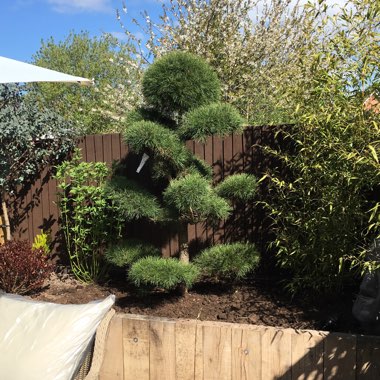 Pinus sylvestris