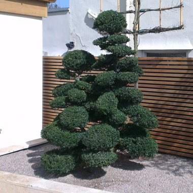 Ilex crenata 'Dark Green'