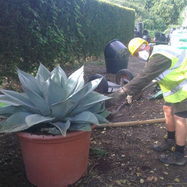 Agave salmiana var. 'Ferox'