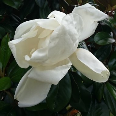 Magnolia grandiflora 'Little Gem'