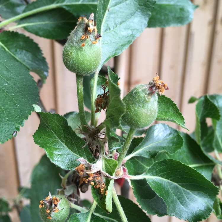 Plant image Malus domestica 'Katja' syn. Malus domestica 'Katy'