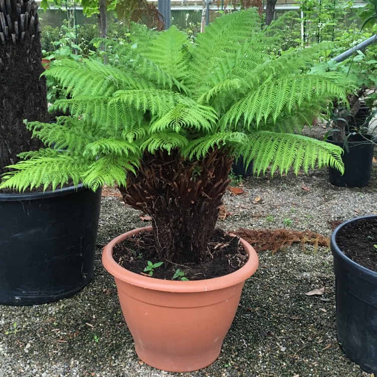 plant image 414985