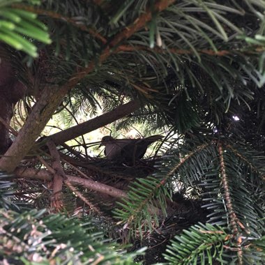 Abies nordmanniana