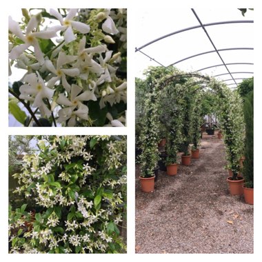 Trachelospermum jasminoides