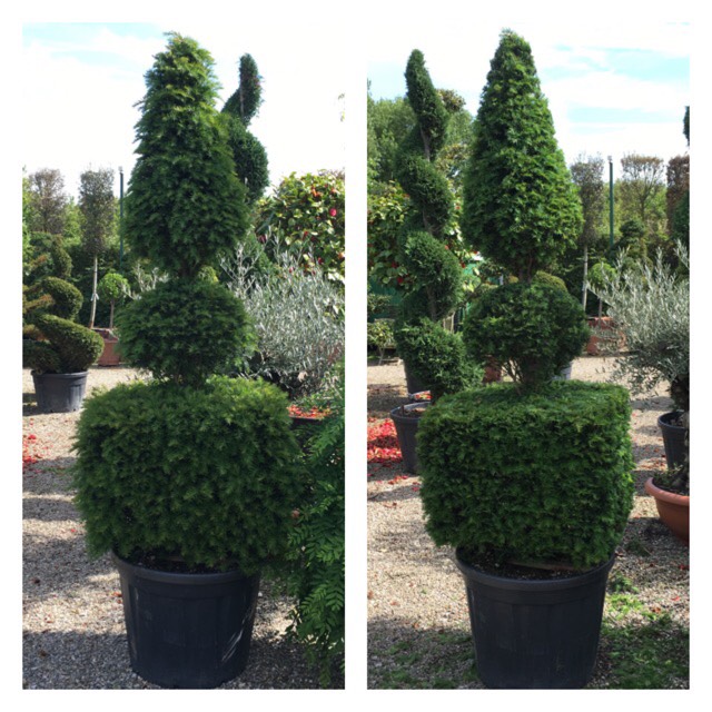 plant image 426977