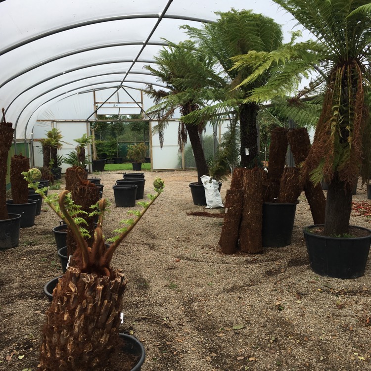 plant image 439291