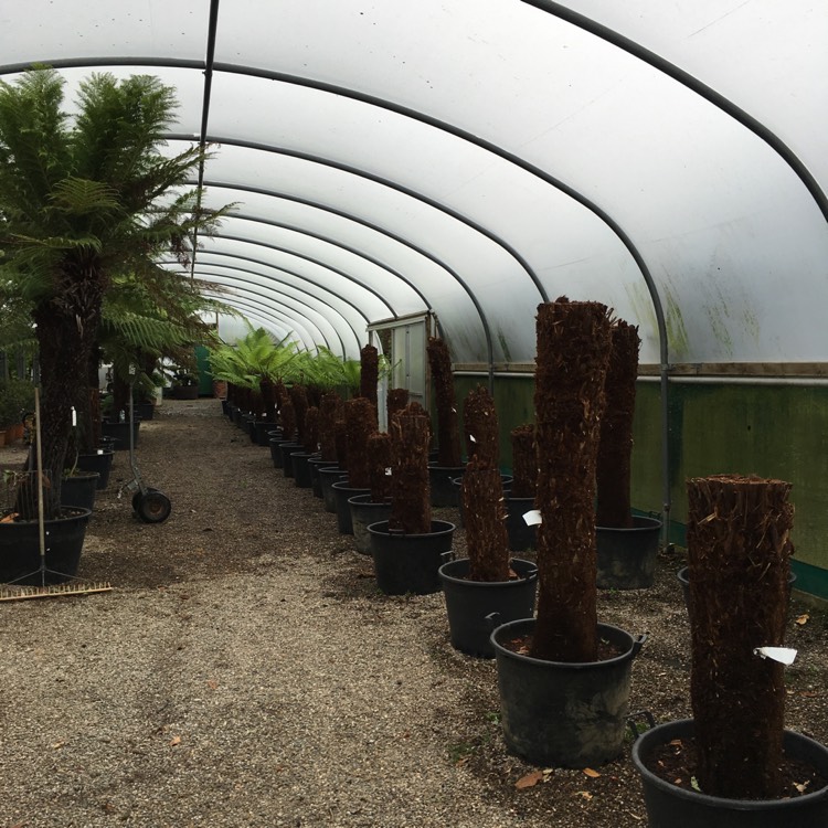 plant image 440948