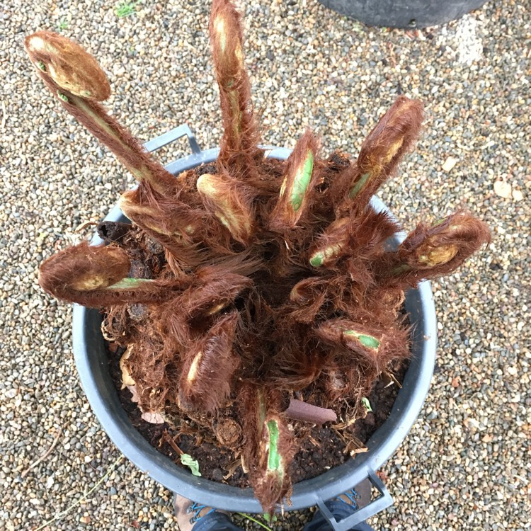 plant image 440981