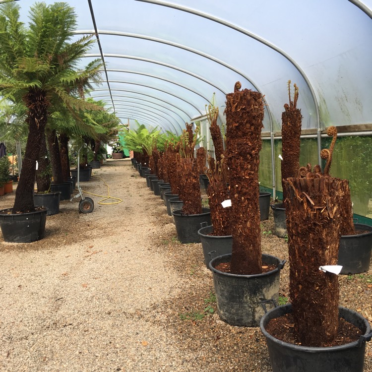 plant image 450802