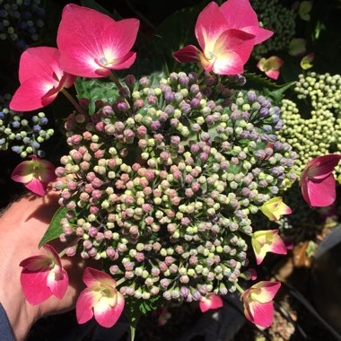Hydrangea macrophylla 'Normalis'