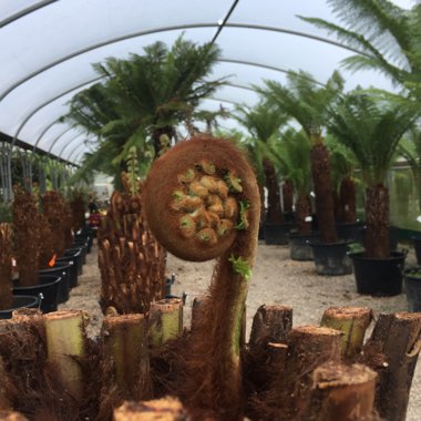 Dicksonia antarctica