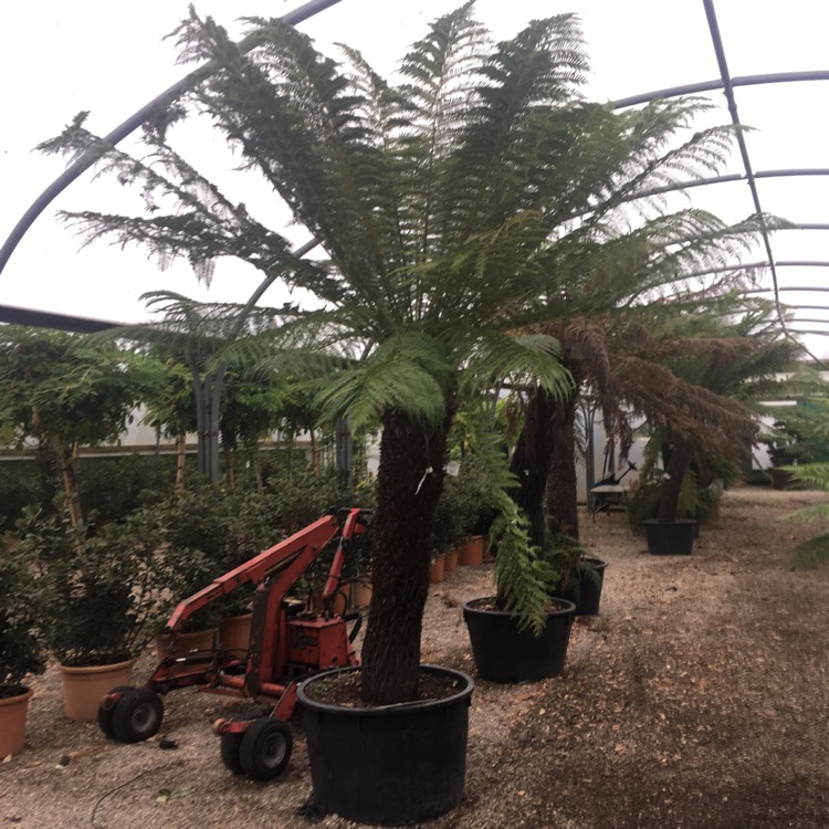 plant image 538344