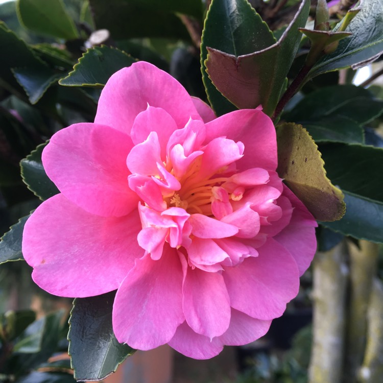 plant image 576277