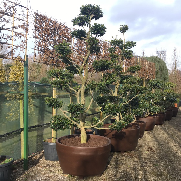 plant image 616950