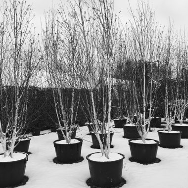 Betula utilis 'Jacquemontii'