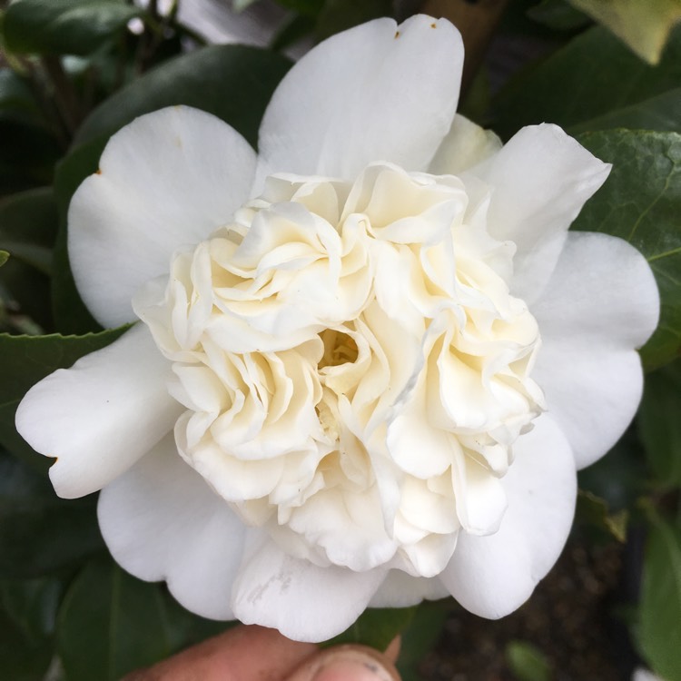 plant image 632677