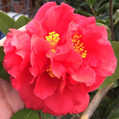 Camellia japonica 'Kramer's Supreme'