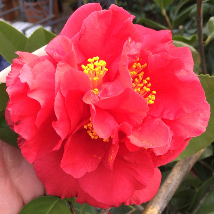 Plant image Camellia japonica 'Kramer's Supreme'