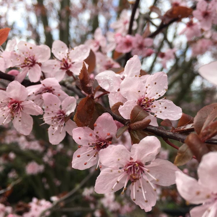 plant image 642326