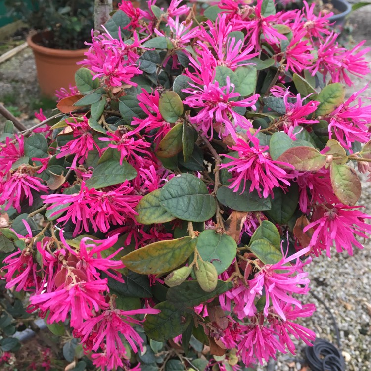 Plant image Loropetalum chinense var. rubrum 'Fire Dance'