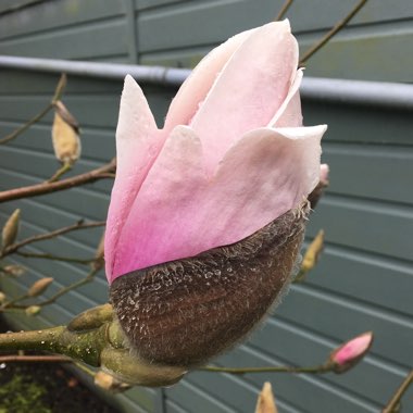 Magnolia 'Atlas'