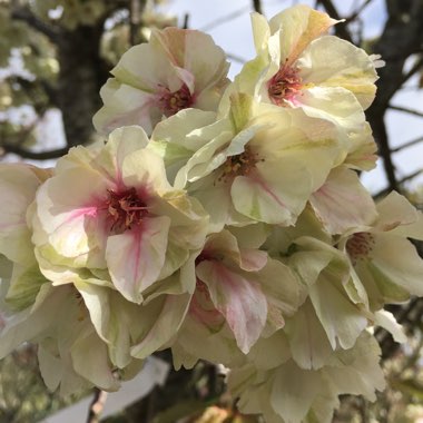 Japanese Flowering Cherry 'Yukon'