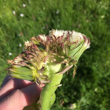 Dandelion