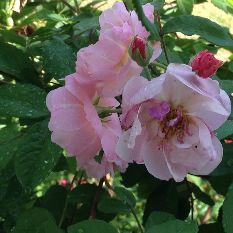 Plant image Rosa 'Cornelia'