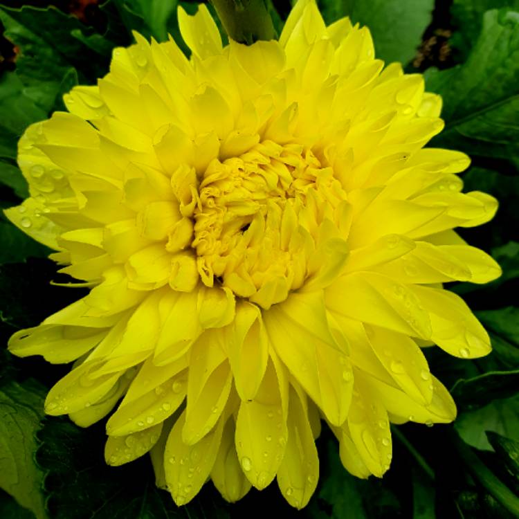 plant image 1112225