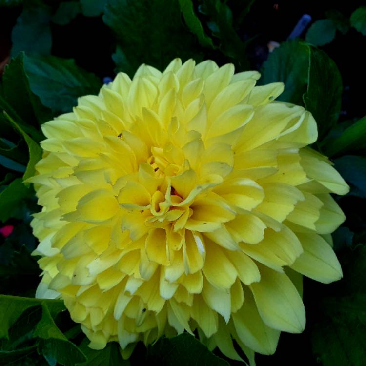 plant image 1116305