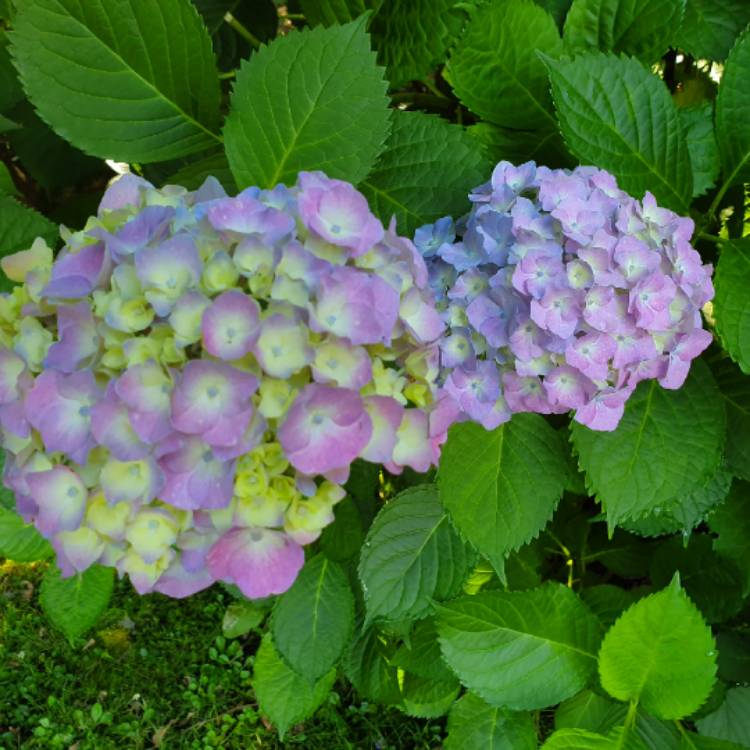 plant image 1151668 plant image 1151668