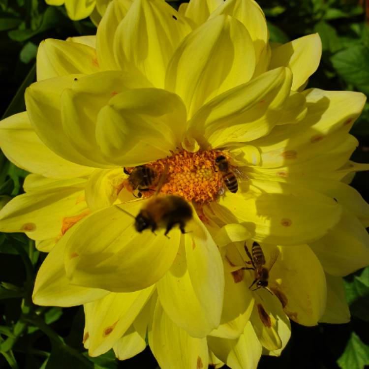 plant image 1164195