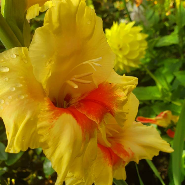 plant image 1164197