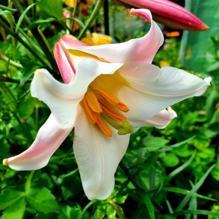 plant image 1336286