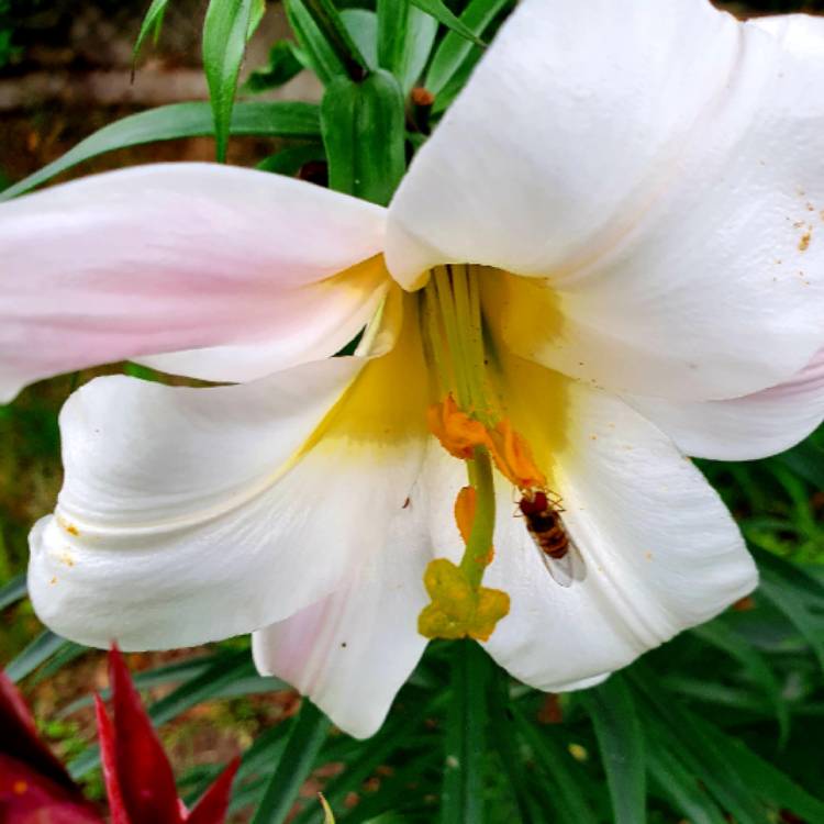 plant image 1510289