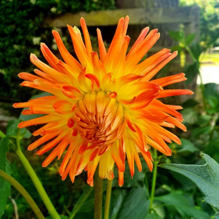 plant image 1512628 plant image 1512628