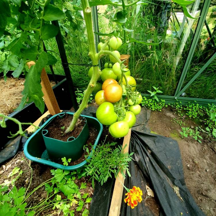 plant image 1520237