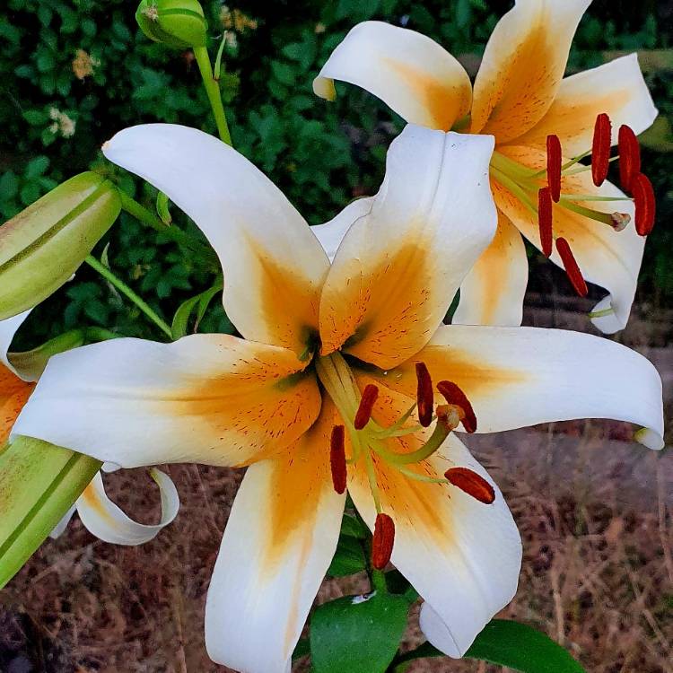 plant image 1612402