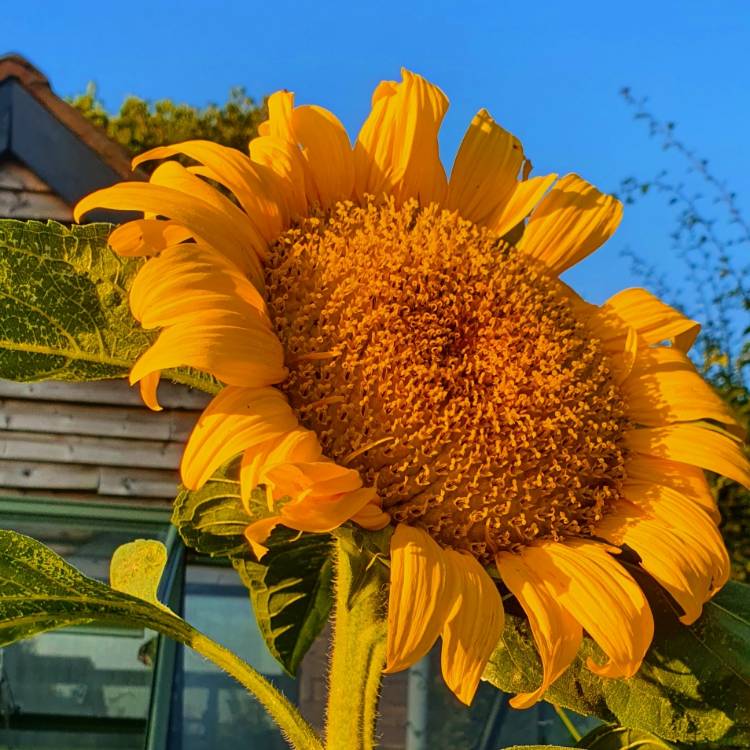 Plant image Helianthus annuus 'Russian Giant'