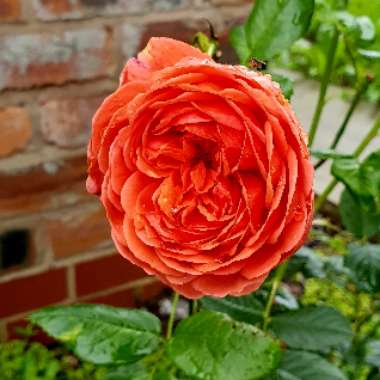 Rose 'Summer Song' (Shrub)