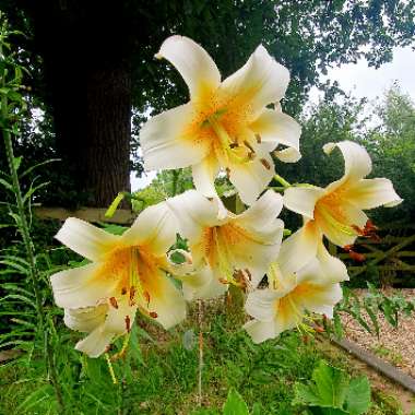 Lily Regale