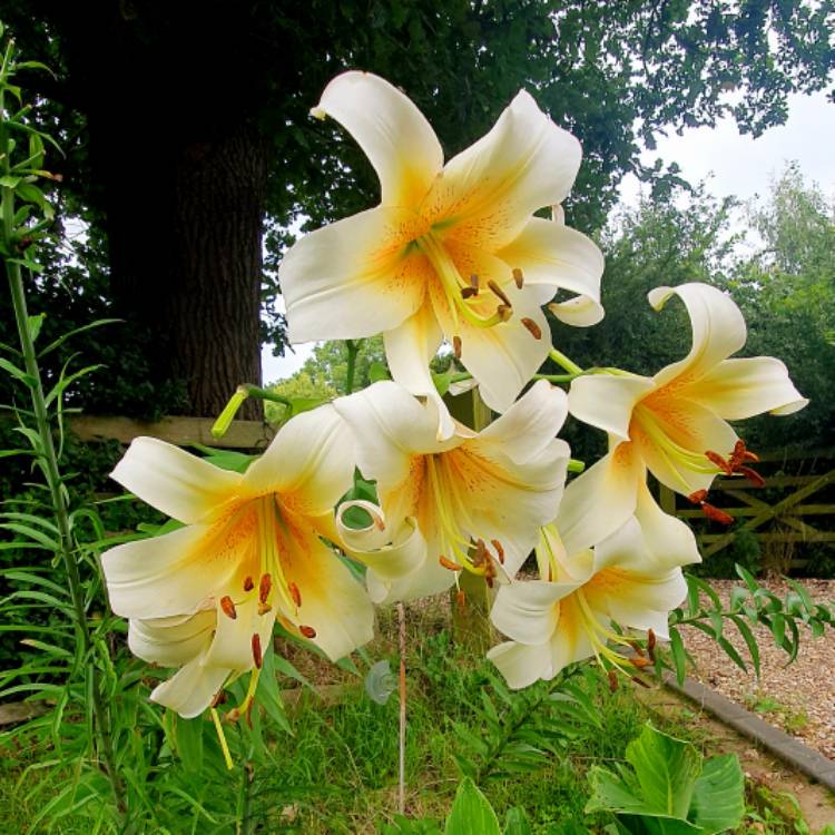 plant image 1682050