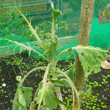 Brussels Sprouts